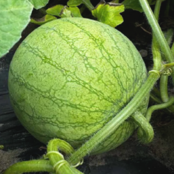 Arbuz Master F1 1 tyś. nasion st